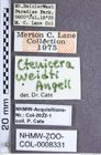 Etiketten zu Nitidolimonius weidti (Angell, 1892) (NHMW-ZOO-COL-0008331)